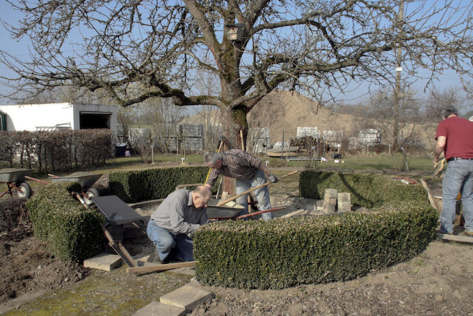 Arbetisdienst KLG-2.jpg - Rund um die "Gute Graue" - den Birnbaum mitten im Lehrgarten - mussten neue Ruehbänke eingebaut werden.